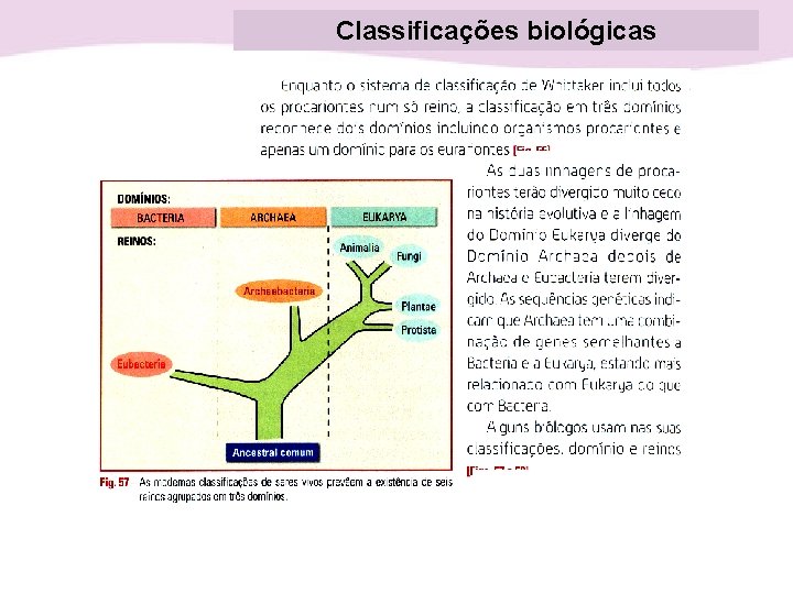 Classificações biológicas 