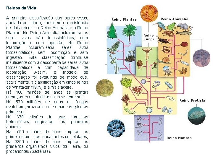 Reinos da Vida A primeira classificação dos seres vivos, apoiada por Lineu, considerou a