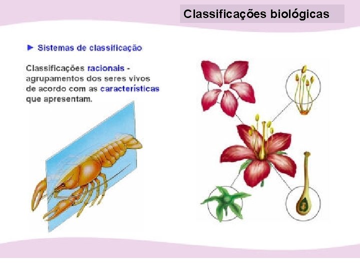 Classificações biológicas 