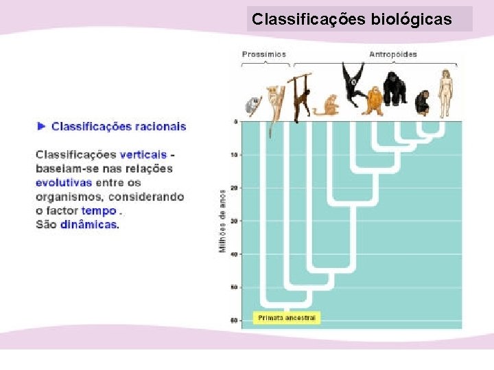 Classificações biológicas 