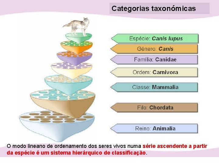Categorias taxonómicas O modo lineano de ordenamento dos seres vivos numa série ascendente a