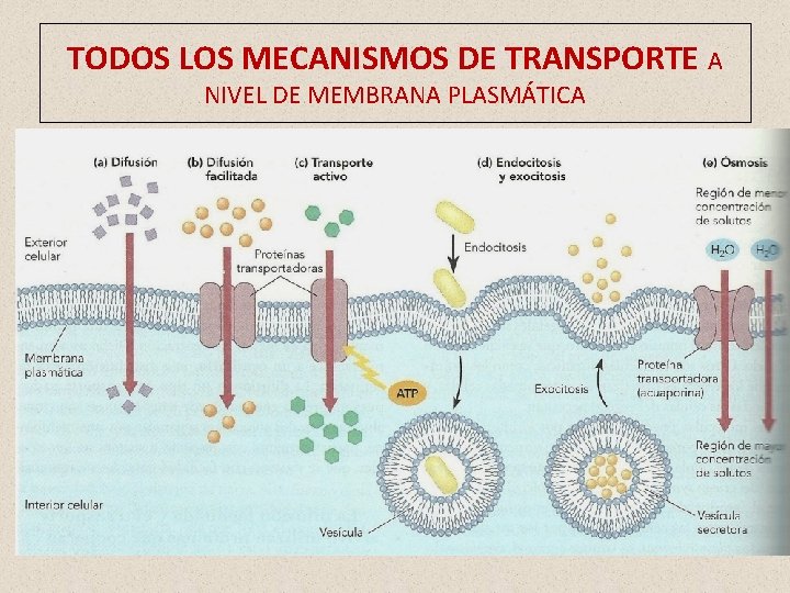 TODOS LOS MECANISMOS DE TRANSPORTE A NIVEL DE MEMBRANA PLASMÁTICA 