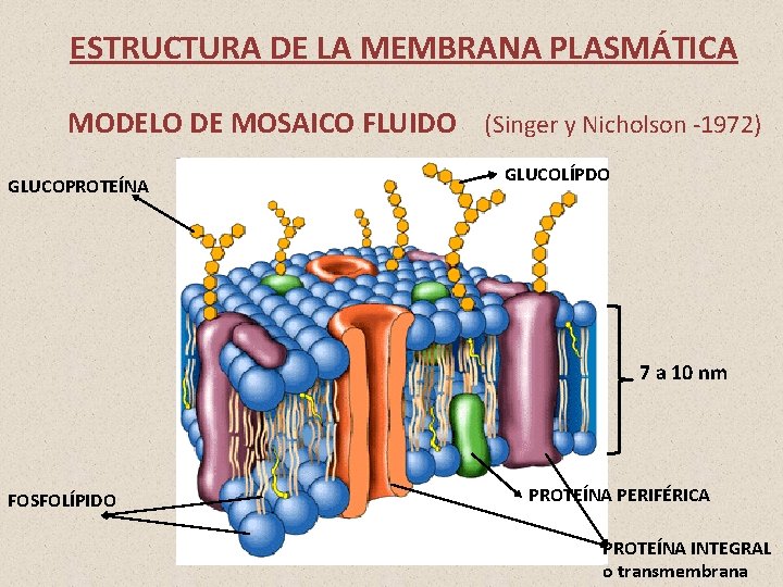 ESTRUCTURA DE LA MEMBRANA PLASMÁTICA MODELO DE MOSAICO FLUIDO (Singer y Nicholson -1972) GLUCOPROTEÍNA