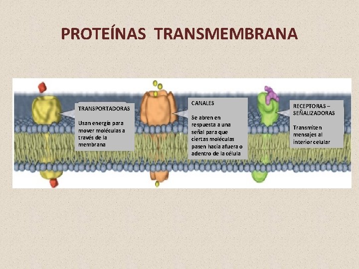 PROTEÍNAS TRANSMEMBRANA TRANSPORTADORAS Usan energía para mover moléculas a través de la membrana CANALES