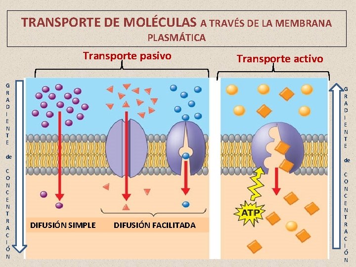 TRANSPORTE DE MOLÉCULAS A TRAVÉS DE LA MEMBRANA PLASMÁTICA Transporte pasivo G R A