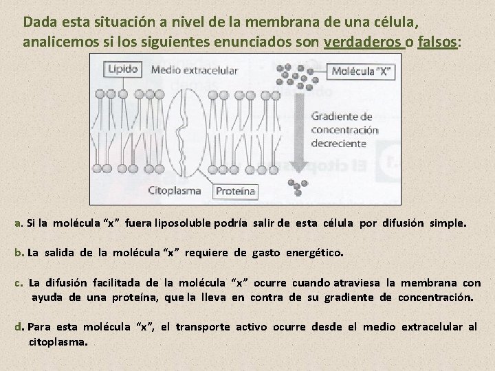 Dada esta situación a nivel de la membrana de una célula, analicemos si los