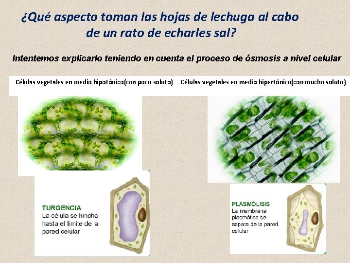 ¿Qué aspecto toman las hojas de lechuga al cabo de un rato de echarles