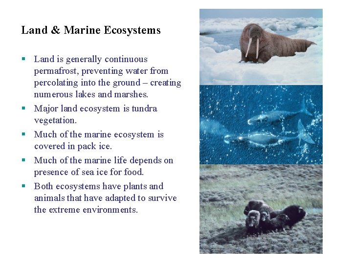 Land & Marine Ecosystems Land is generally continuous permafrost, preventing water from percolating into