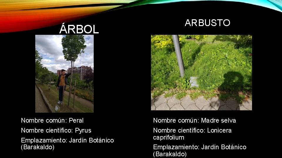 ÁRBOL ARBUSTO Nombre común: Peral Nombre común: Madre selva Nombre científico: Pyrus Nombre científico: