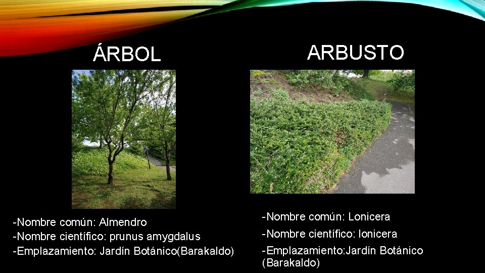 ÁRBOL -Nombre común: Almendro -Nombre científico: prunus amygdalus -Emplazamiento: Jardín Botánico(Barakaldo) ARBUSTO -Nombre común: