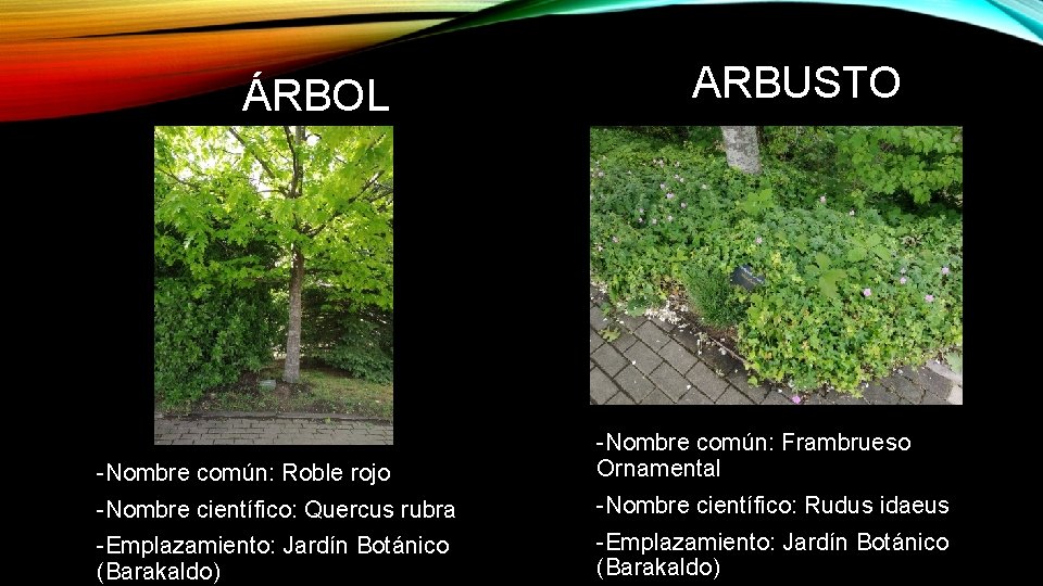 ÁRBOL ARBUSTO -Nombre común: Roble rojo -Nombre común: Frambrueso Ornamental -Nombre científico: Quercus rubra