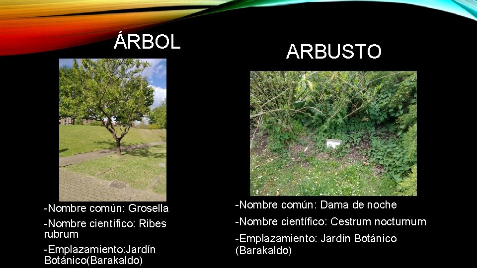 ÁRBOL -Nombre común: Grosella -Nombre científico: Ribes rubrum -Emplazamiento: Jardín Botánico(Barakaldo) ARBUSTO -Nombre común: