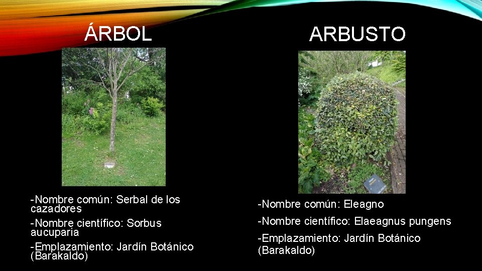 ÁRBOL -Nombre común: Serbal de los cazadores -Nombre científico: Sorbus aucuparia -Emplazamiento: Jardín Botánico