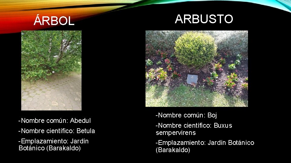 ÁRBOL -Nombre común: Abedul ARBUSTO -Nombre común: Boj -Nombre científico: Betula -Nombre científico: Buxus