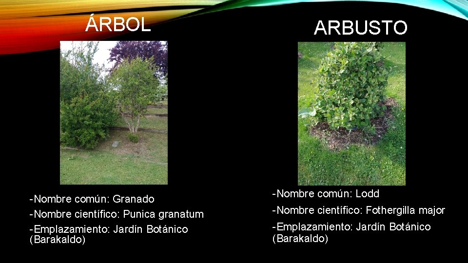 ÁRBOL -Nombre común: Granado -Nombre científico: Punica granatum -Emplazamiento: Jardín Botánico (Barakaldo) ARBUSTO -Nombre