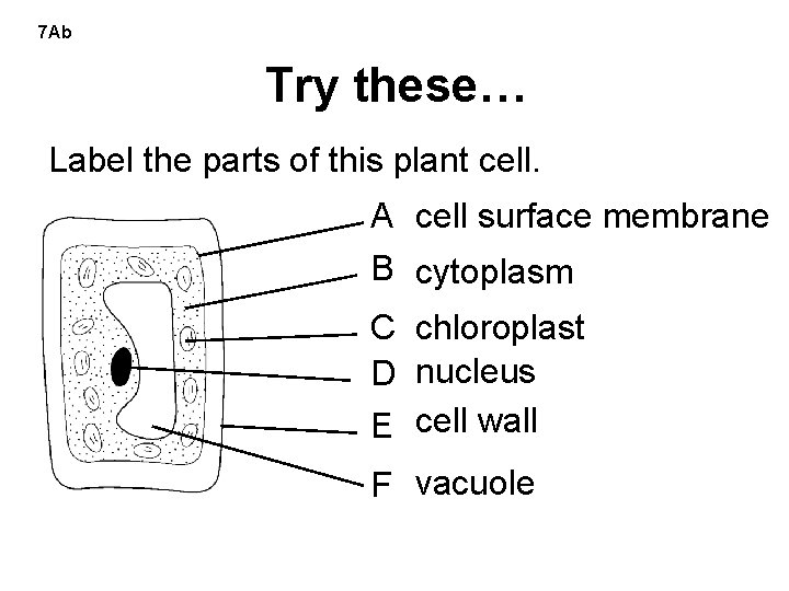 7 Ab Try these… Label the parts of this plant cell. A cell surface