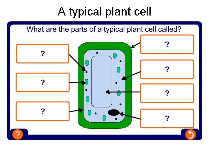 A typical plant cell 