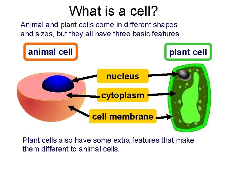 What is a cell? Animal and plant cells come in different shapes and sizes,