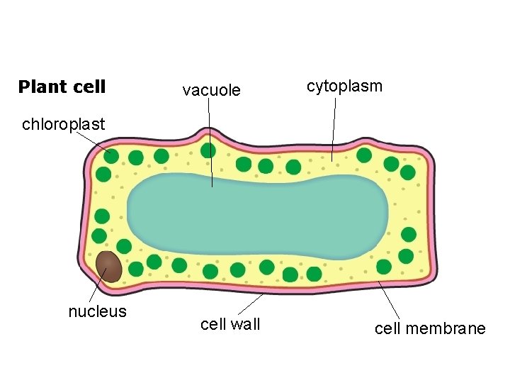 1. 2 a Plant or animal cell? Plant cell vacuole cytoplasm chloroplast nucleus cell