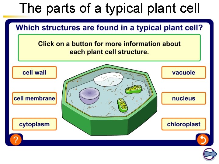 The parts of a typical plant cell 