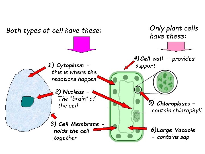 Both types of cell have these: 1) Cytoplasm this is where the reactions happen
