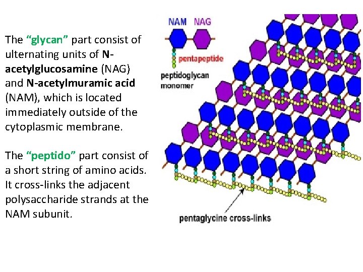 The “glycan” part consist of ulternating units of Nacetylglucosamine (NAG) and N-acetylmuramic acid (NAM),
