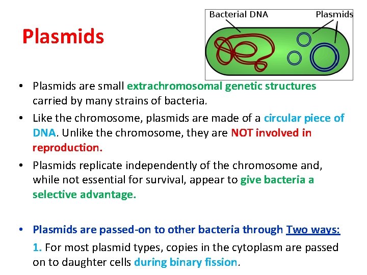 Plasmids • Plasmids are small extrachromosomal genetic structures carried by many strains of bacteria.