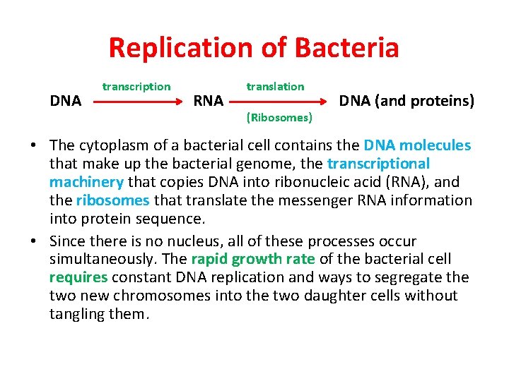 Replication of Bacteria DNA transcription RNA translation (Ribosomes) DNA (and proteins) • The cytoplasm