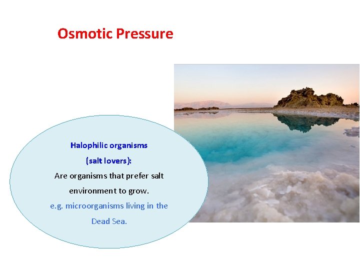 Osmotic Pressure Halophilic organisms (salt lovers): Are organisms that prefer salt environment to grow.