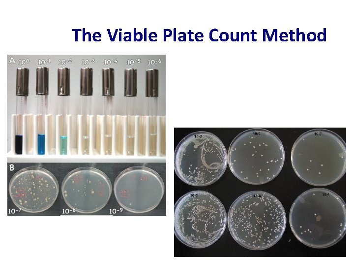The Viable Plate Count Method 