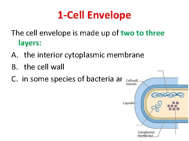 1 -Cell Envelope The cell envelope is made up of two to three layers: