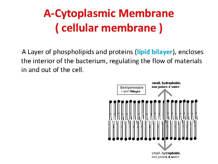 A-Cytoplasmic Membrane ( cellular membrane ) A Layer of phospholipids and proteins (lipid bilayer),