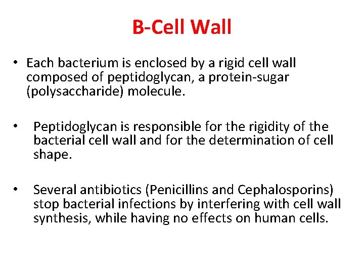 B-Cell Wall • Each bacterium is enclosed by a rigid cell wall composed of