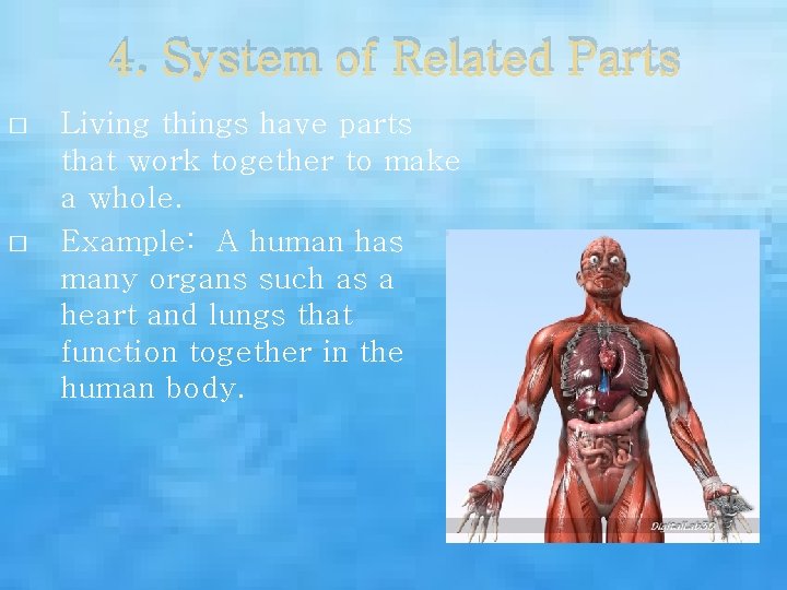 4. System of Related Parts � � Living things have parts that work together