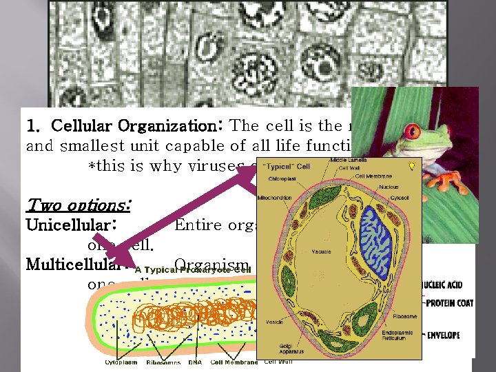 What is Life? There are 8 characteristics: 1. Cellular Organization: The cell is the
