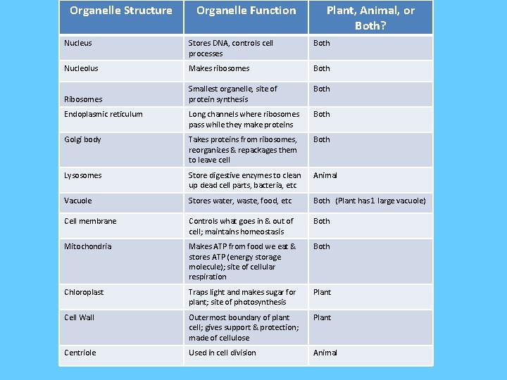 Organelle Structure Organelle Function Plant, Animal, or Both? Nucleus Stores DNA, controls cell processes