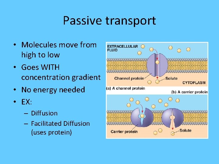 Passive transport • Molecules move from high to low • Goes WITH concentration gradient