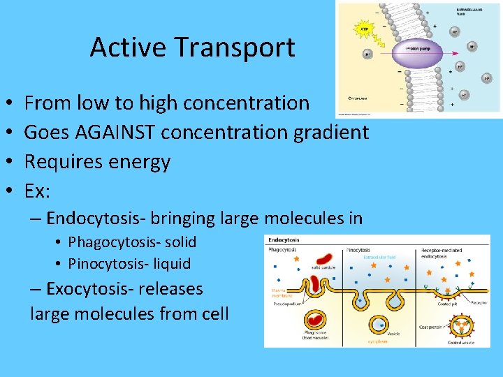 Active Transport • • From low to high concentration Goes AGAINST concentration gradient Requires