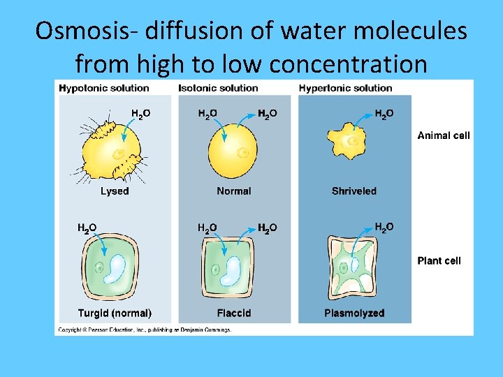 Osmosis- diffusion of water molecules from high to low concentration 