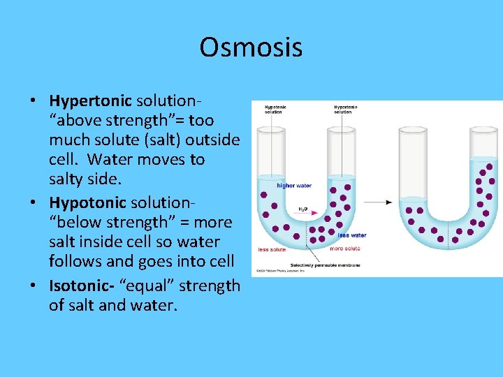 Osmosis • Hypertonic solution“above strength”= too much solute (salt) outside cell. Water moves to