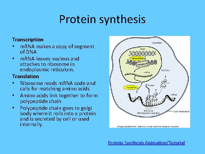 Protein synthesis Transcription • m. RNA makes a copy of segment of DNA •