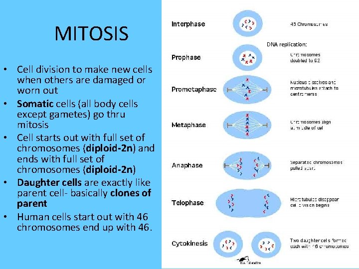 MITOSIS • Cell division to make new cells when others are damaged or worn