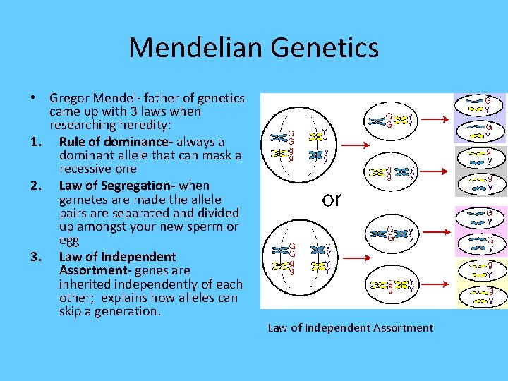 Mendelian Genetics • Gregor Mendel- father of genetics came up with 3 laws when