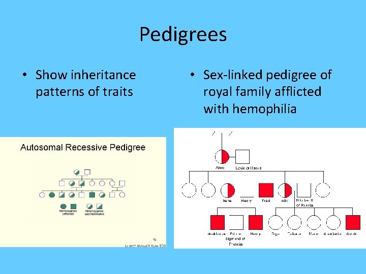 Pedigrees • Show inheritance patterns of traits • Sex-linked pedigree of royal family afflicted