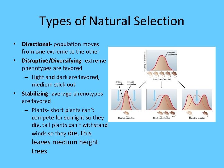 Types of Natural Selection • Directional- population moves from one extreme to the other