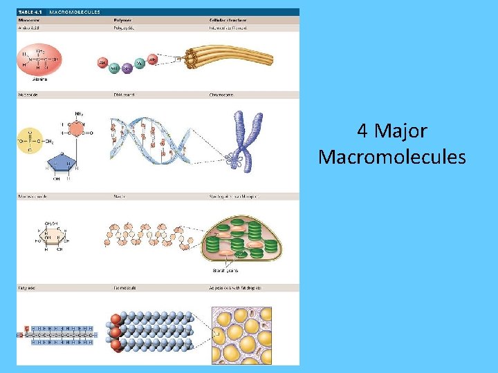 4 Major Macromolecules 