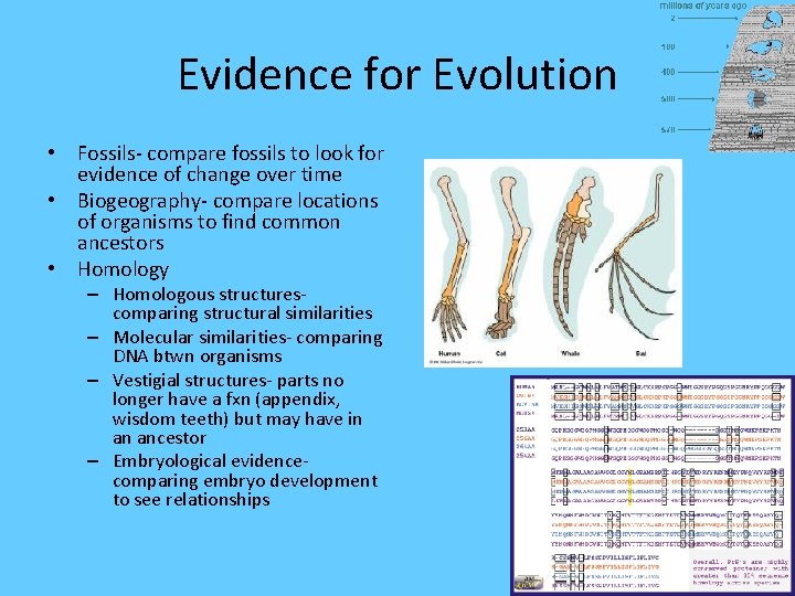 Evidence for Evolution • Fossils- compare fossils to look for evidence of change over