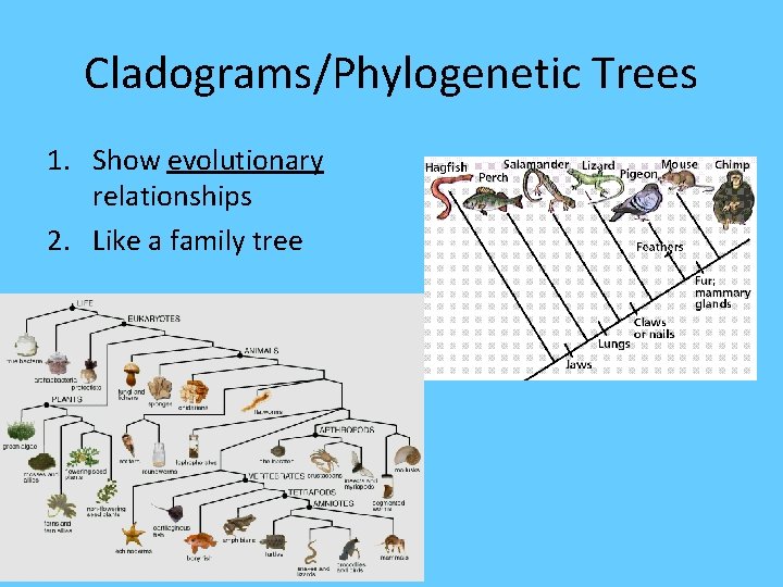 Cladograms/Phylogenetic Trees 1. Show evolutionary relationships 2. Like a family tree 