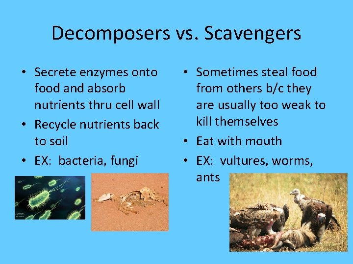 Decomposers vs. Scavengers • Secrete enzymes onto food and absorb nutrients thru cell wall