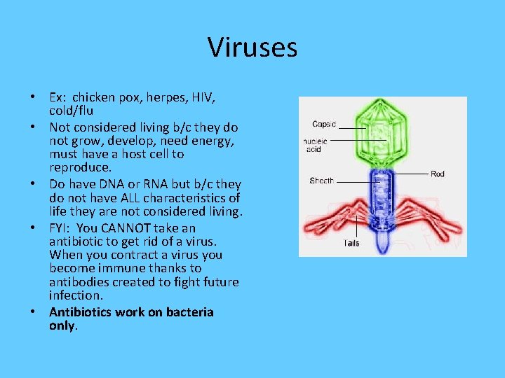 Viruses • Ex: chicken pox, herpes, HIV, cold/flu • Not considered living b/c they